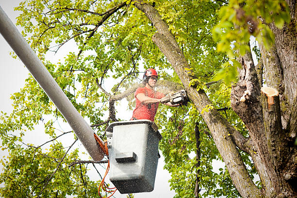 Palm Tree Trimming in Snead, AL